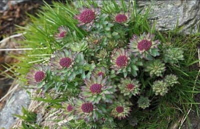 आख़िर मिल ही गई संजीवनी बूटी, मंदसौर के अभ्यारण्य में वनस्पति विशेषज्ञों ने खोजी