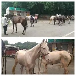 ग्वालियर की सड़कों पर अचानक निकली खूबसूरत घोड़ों की फौज, सामने आई ये बड़ी वजह