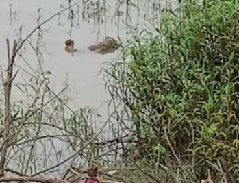 Hoshangabad : नर्मदा में मिली तीन दिन पुरानी युवक की लाश, जांच में जुटी पुलिस