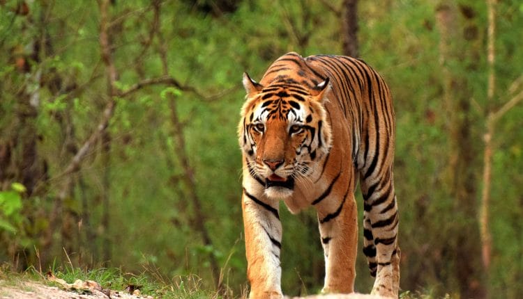 mp tourism, Bandhavgarh Tiger Reserve