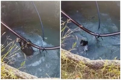 VIDEO : जब कुएं में जा गिरा भालू, तो वन विभाग की टीम ने ऐसे निकाला बाहर