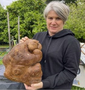 Biggest Potato : कभी देखा है दुनिया का सबसे बड़ा आलू!