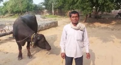 मेरी भैंस दूध नहीं देती, शिकायत लेकर थाने पहुंचा ग्रामीण, पुलिस भी हैरान कैसे करे निदान !