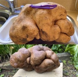 Biggest Potato : कभी देखा है दुनिया का सबसे बड़ा आलू!