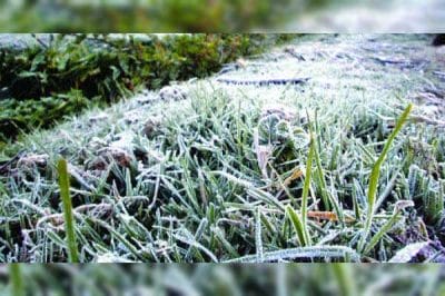 मुरैना : ठंड में किसानों को दी पाले से फसलों के बचाव की सलाह