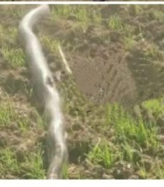 पटवारियों के लिए ऐप बना जानलेवा कही लगा करेंट तो कही मिला अजगर