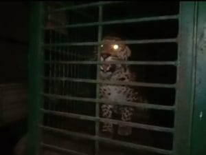 Gwalior News : शिकार के लिए ट्रेप में फंसाये तेंदुए का रेस्क्यू, पैर में सूजन व चोट