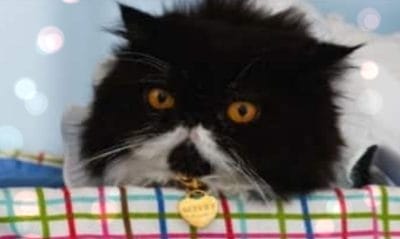 बिल्ली को बर्थडे पर मिला 4 लाख का गिफ्ट, है ऐसी लग्जरी लाइफस्टाइल