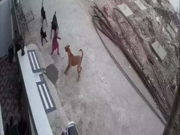 कुत्तों के हमले में घायल बच्ची के मामलें में मुख्यमंत्री की नाराजगी आई सामने, अधिकारियों को सुनाई खरी खरी