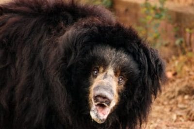 MP : नहीं रही गुलाबो, वन विहार में छाया मातम