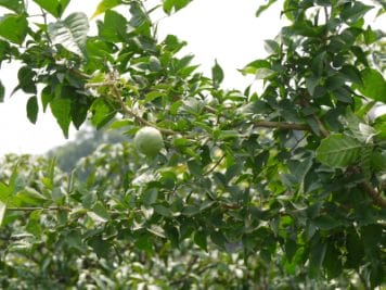 महाशिवरात्रि: भगवान शिव का पसंदीदा “बेलपत्र”, आपको को आएगा खूब पसंद, जाने इसके फायदे..