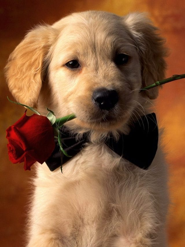 अपने डॉग से करते हैं प्यार? भूलकर भी न खिलाएं ये चीजें