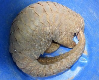 वन्यजीवों की तस्करी करने वाले गिरफ्तार, 19 किलो पैंगोलिन छाल, 4 स्टार कछुए और तेंदुओं के 6 नाखून जब्त