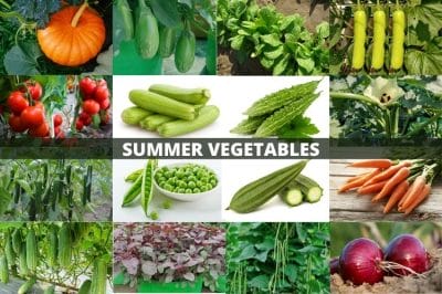 Lifestyle: गर्मी के दिनों में खाना खाने के बाद क्या आपको भी आती है नींद तो अपने लंच में शामिल करें यह हाइड्रेटेड सब्जियां