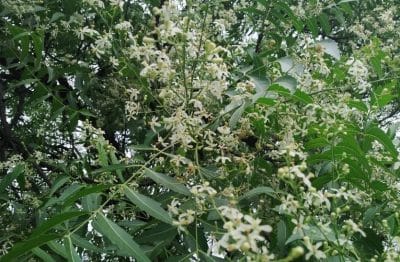 नीम के फूलों से तेजी से घटता है वजन, बस इन तीन तरीकों से करें उपयोग