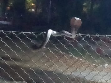 Jabalpur News : शासकीय इंजीनियरिंग काॅलेज में कोबरा नाग ने फैलायी दहशत