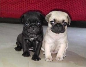 white-and-black-color-pug-dog-gentle-breed-of-domestic-dog-864-w300