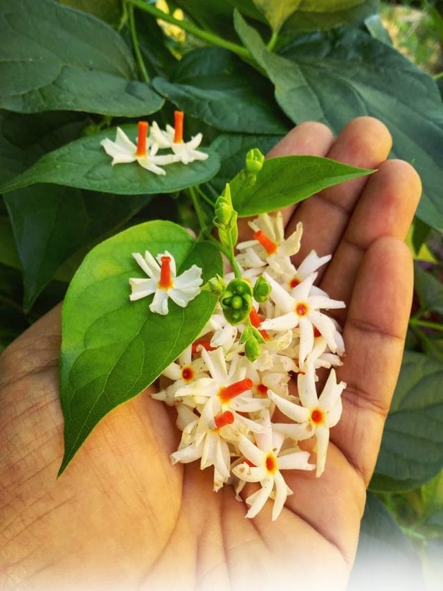 रात की रानी के फायदे