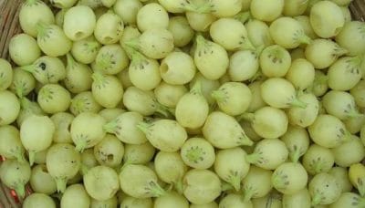 मध्य प्रदेश के आदिवासियों द्वारा बनाई जाने वाली महुआ शराब होगी हेरिटेज में शामिल