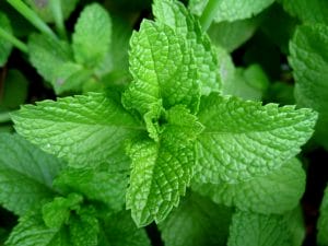 Hair Care Tips, Mint leaves