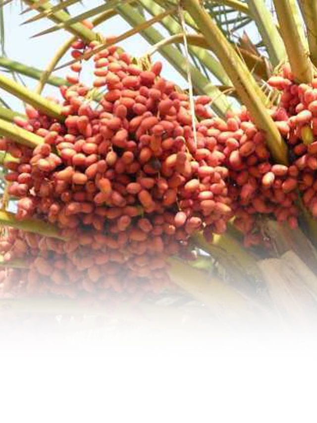 इन लोगों को नहीं खाना चाहिए खजूर