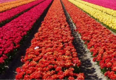 फूलों का business बन गया है कमाई का आसान रास्ता, हर महीने होगी लाखों की इनकम