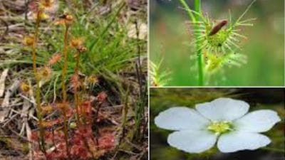 Carnivorous : उत्तराखंड की वादियों में मिला दुर्लभ प्रजाति का मांसाहारी पौधा