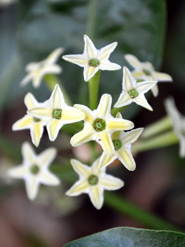 रात की रानी के फायदे