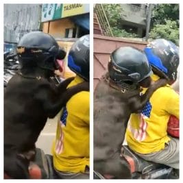 Video : मोटरसाइकिल पर बैठे डॉग ने पहना हेलमेट, लोगों ने कहा- ‘इसी से कुछ सीख लो’