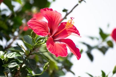 गुड़हल के फूल बढ़ाएंगे बालों की सुंदरता, इस तरह करें इस्तेमाल, दुगनी तेजी से लंबे होंगे बाल