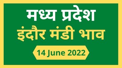 Mandi bhav: 14 जून 2022 के Today’s Mandi Bhav के लिए पढ़े सबसे विश्वसनीय खबर