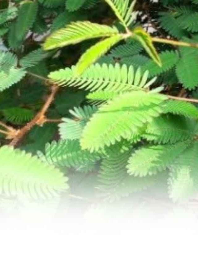 औषधीय पेड़–पौधे और उनके वानस्पतिक नाम