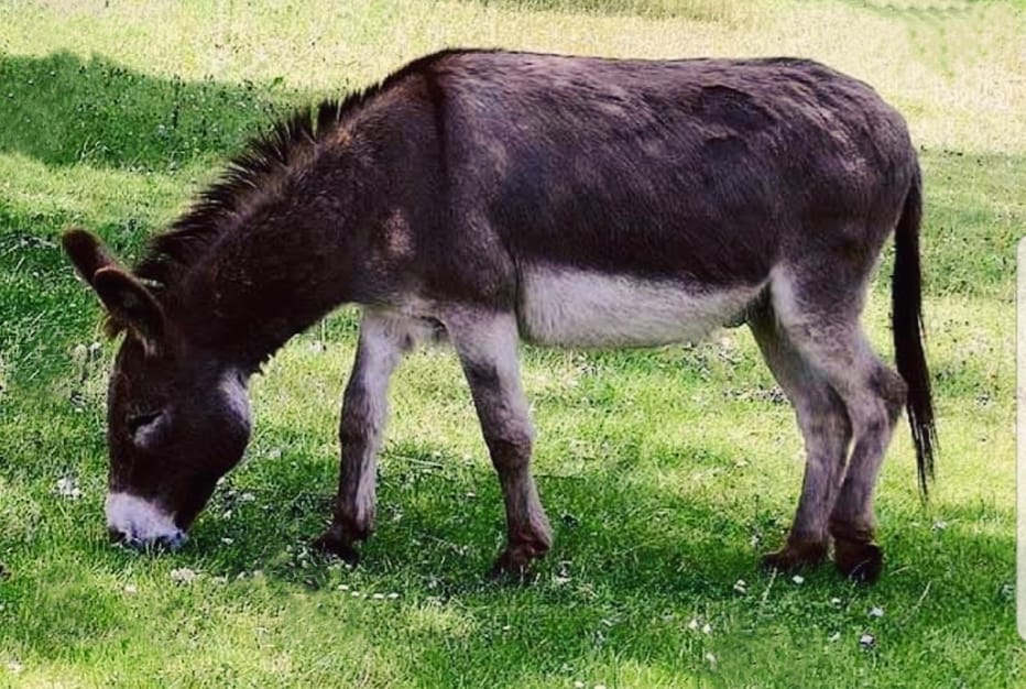 बुरहानपुर में 2 दर्जन से ज्यादा गधे हुए गायब, पुलिस खंगाल रही CCTV फुटेज़