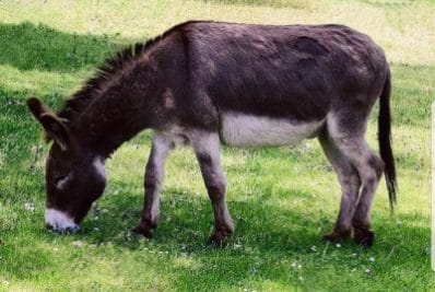 बुरहानपुर में 2 दर्जन से ज्यादा गधे हुए गायब, पुलिस खंगाल रही CCTV फुटेज़