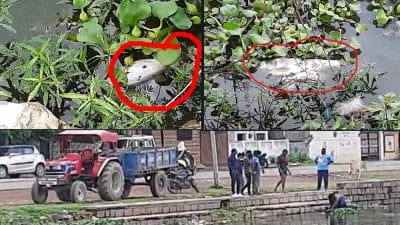 Damoh news : तालाब में मर रही मछलियों की बदबू से लोगों का जीना दूभर