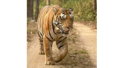 MP Tiger Reserves : पास से देखना चाहते हैं टाइगर? मध्यप्रदेश के इन 5 नेशनल पार्क का जरूर करें रुख