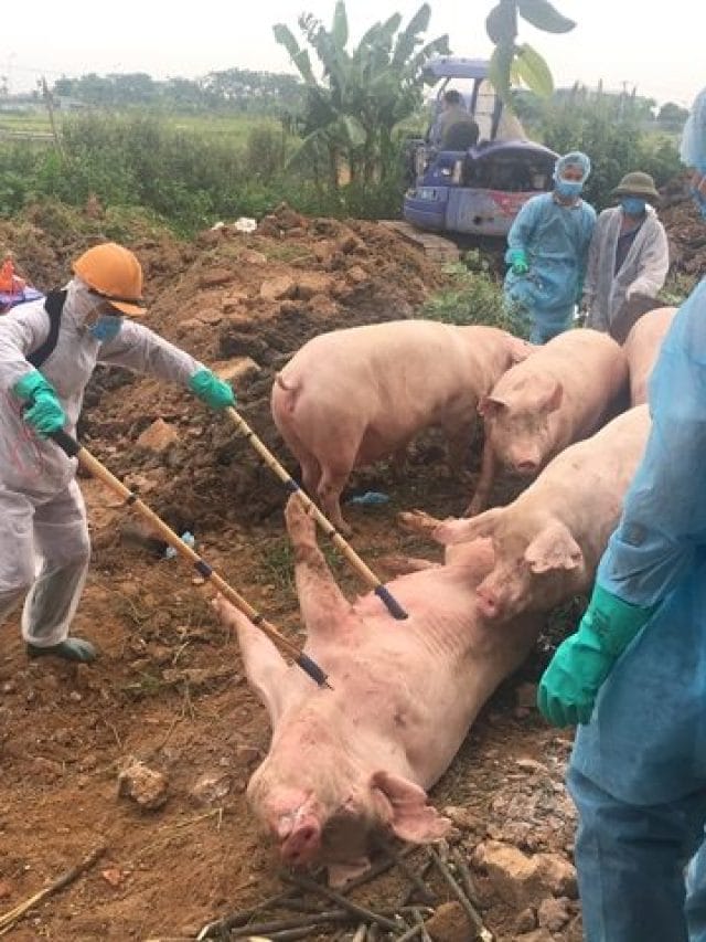 African Swine Fever: केरल के वायनाड में अफ्रीकी स्वाइन बुखार का पता चला; 300 सुअरों को मारने का आदेश