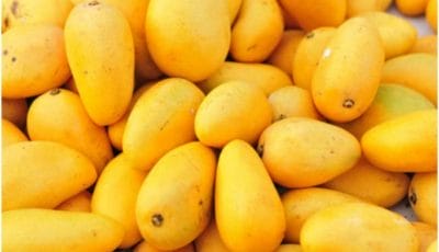 National Mango Day : जानिए आम से जुड़े कुछ रोचक तथ्य, कैसे मिला नाम “चौसा” व “लंगड़ा”