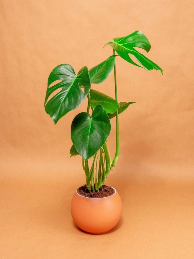 घर में ये 8 पौधे हों तो नहीं होती है पैसों की समस्या