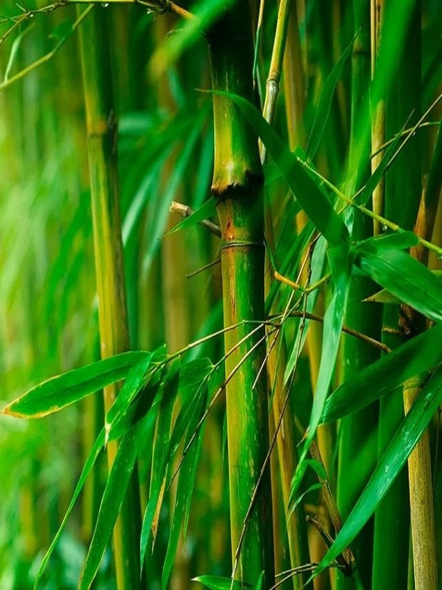 बांस का पेड़ जो बढ़ाता है घर की समृद्धि