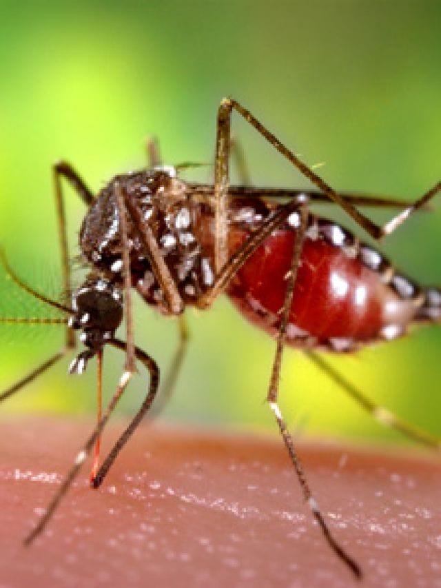 मानसून में ऐसे करें मच्छरों से बचाव