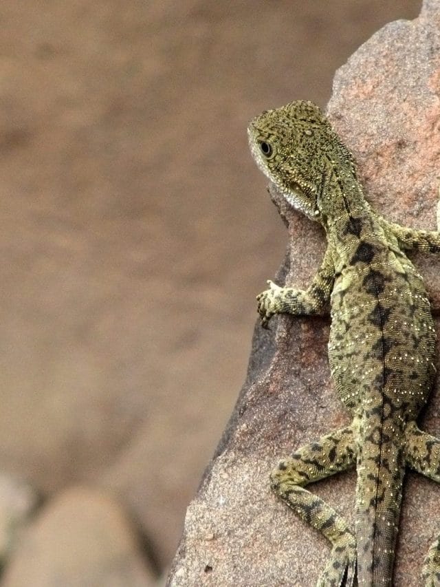 घर से छिपकली भगाने के आसान उपाय