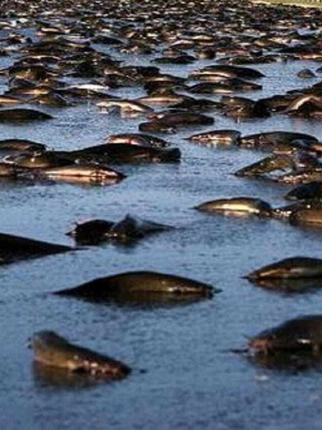 तेलंगाना में मछलियों की बारिश! अजीबोगरीब मौसम से हैरान हैं लोग