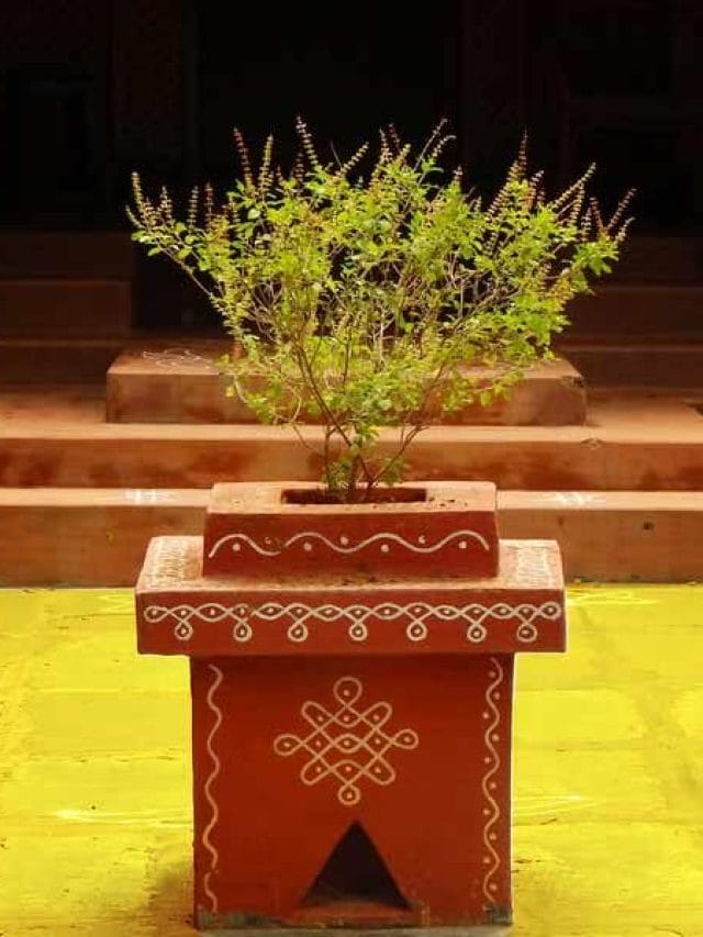 तुलसी के साथ ये पौधा लगाएं, होगी तरक्की