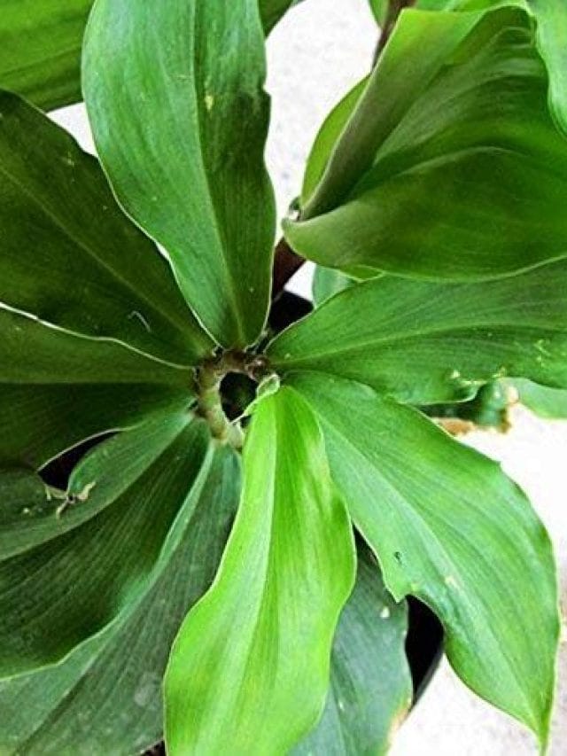 जानें क्‍या है इस Diabetes जादुई पौधे का राज….?