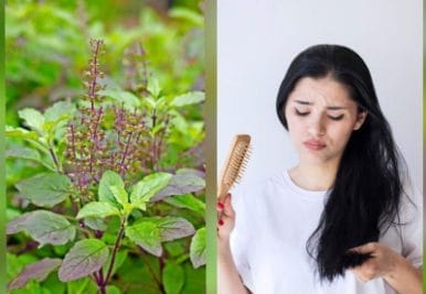 तुलसी से पाएं स्वस्थ बाल, ये घरेलू उपाय रोक देंगे आपके बालों झड़ना, दूर होगी ये समस्याएं, जानें यहाँ
