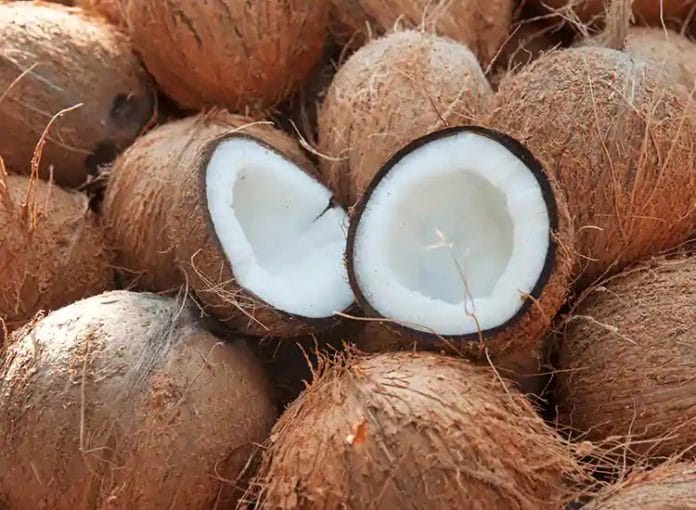 indore, coconut price