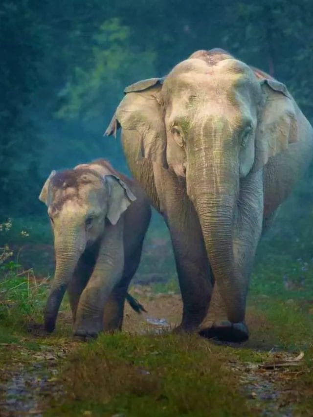 World Elephant Day 2022: क्यों मनाया जाता है विश्व हाथी दिवस ? यहां जानें