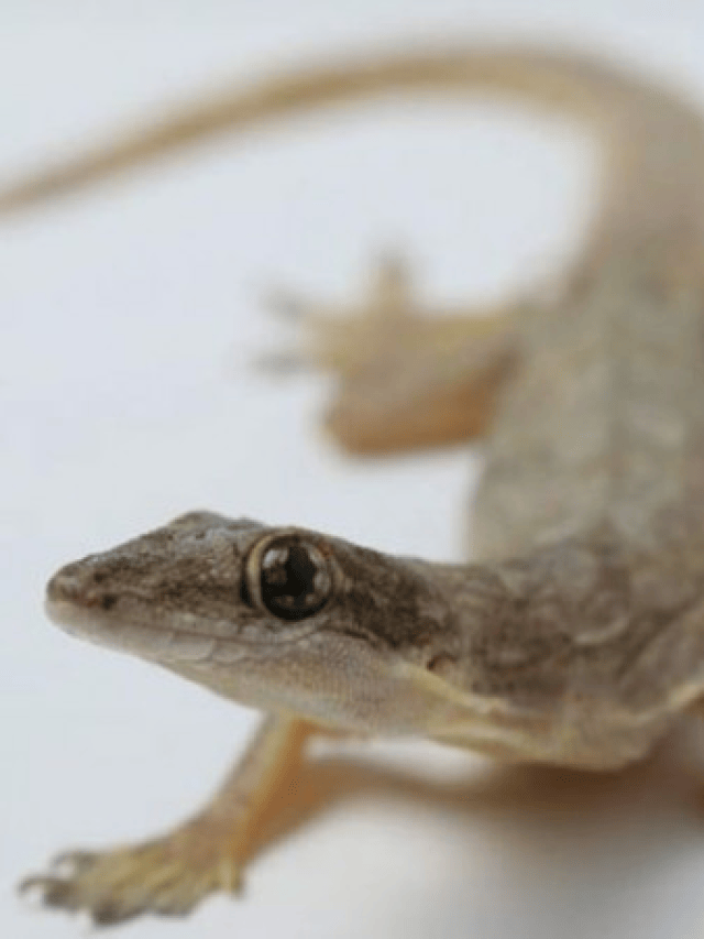 क्या आप जानते है छिपकली का दिल 1 मिनट में 1000 बार धड़कता है ?