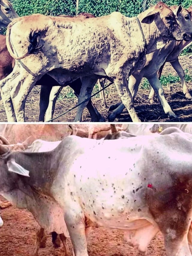 Lumpy virus : राजस्थान में अचानक इतनी गायों की मौत क्यों हो रही है?